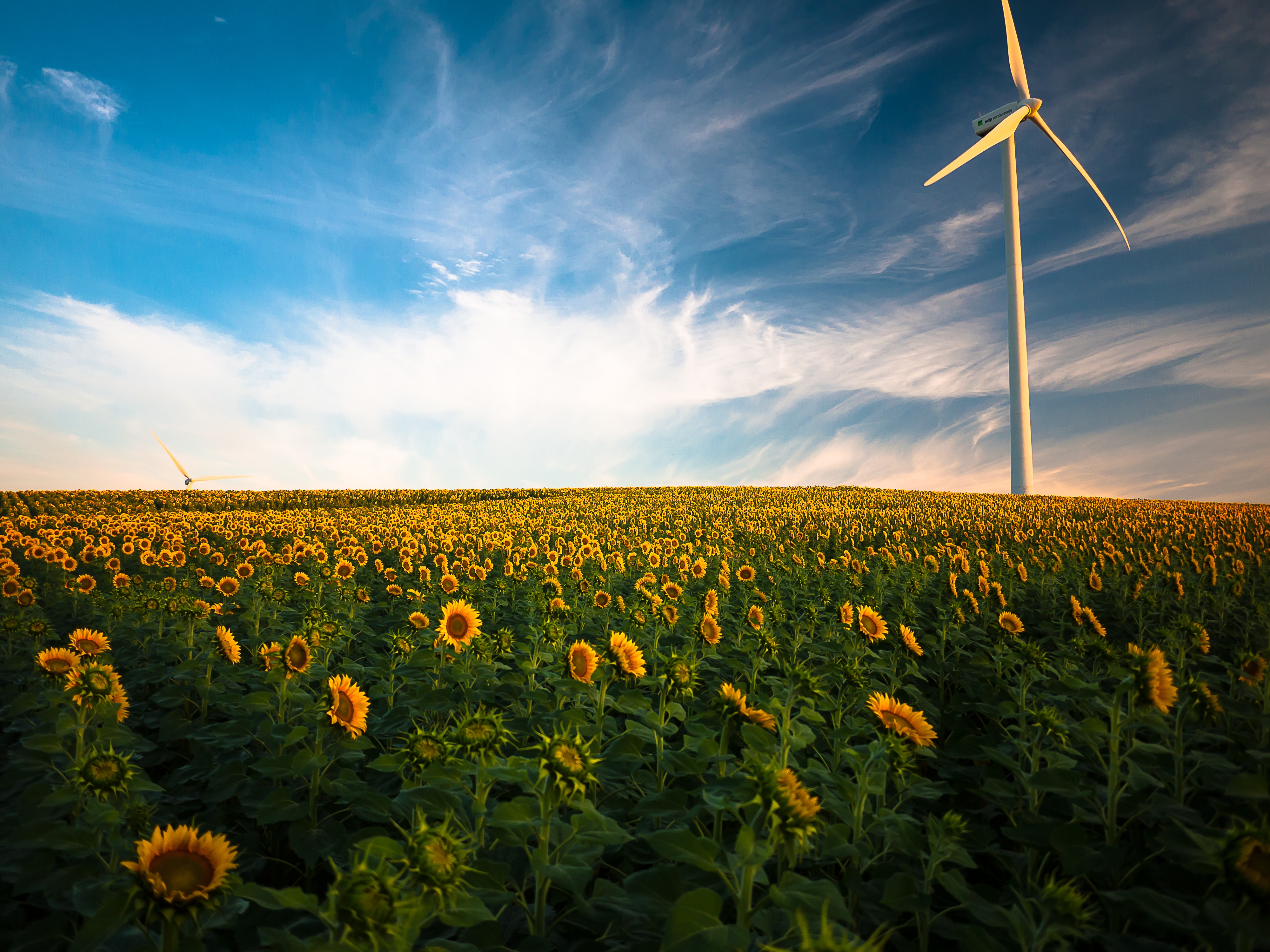 Windenergieanlage über einem Feld mit Sonnenblumen